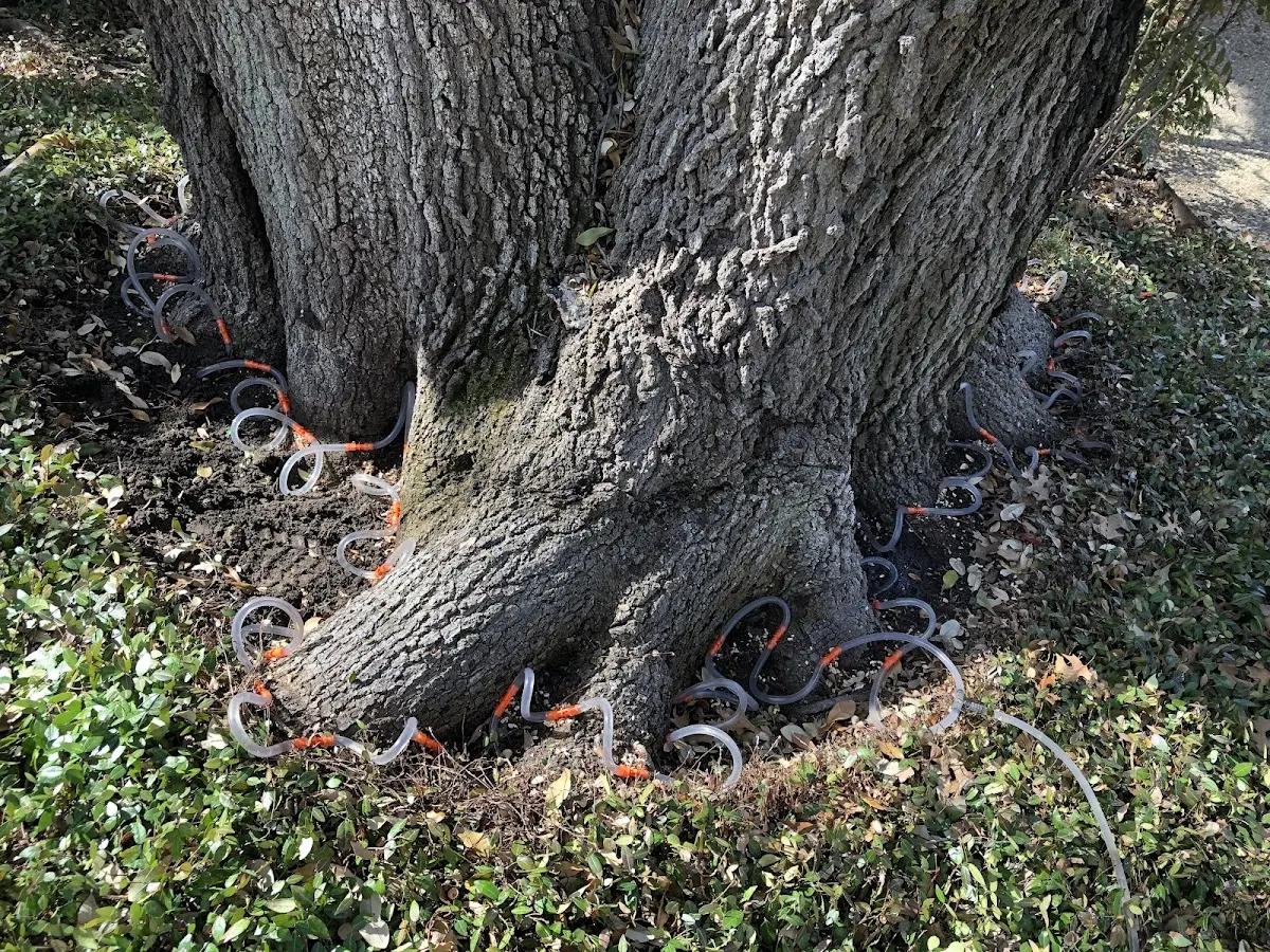Detailed Tree Cabling and Bracing job site in Reydell