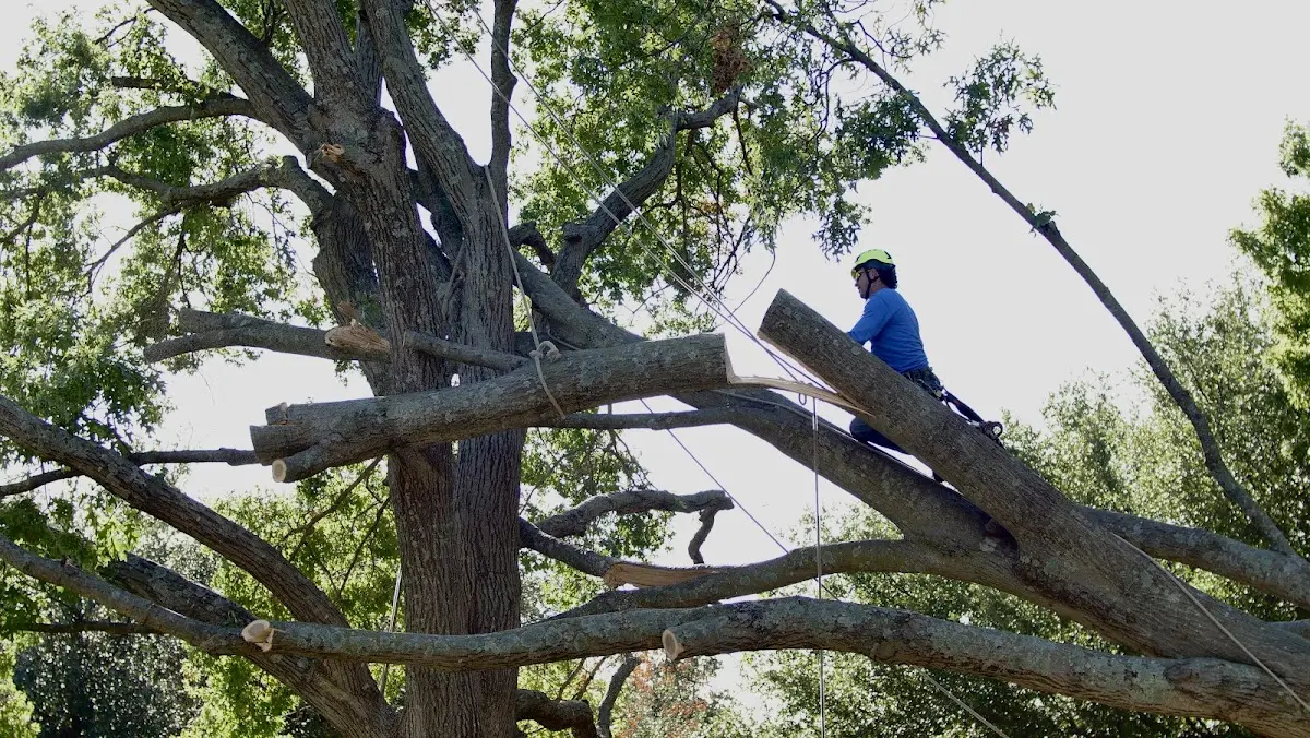 Professional Crown Thinning performed by certified arborists in Reydell